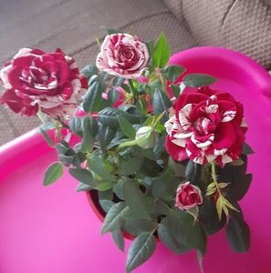 Meet your Posher, Debby